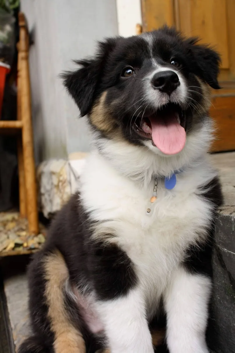 Coffee — Australian Shepherd